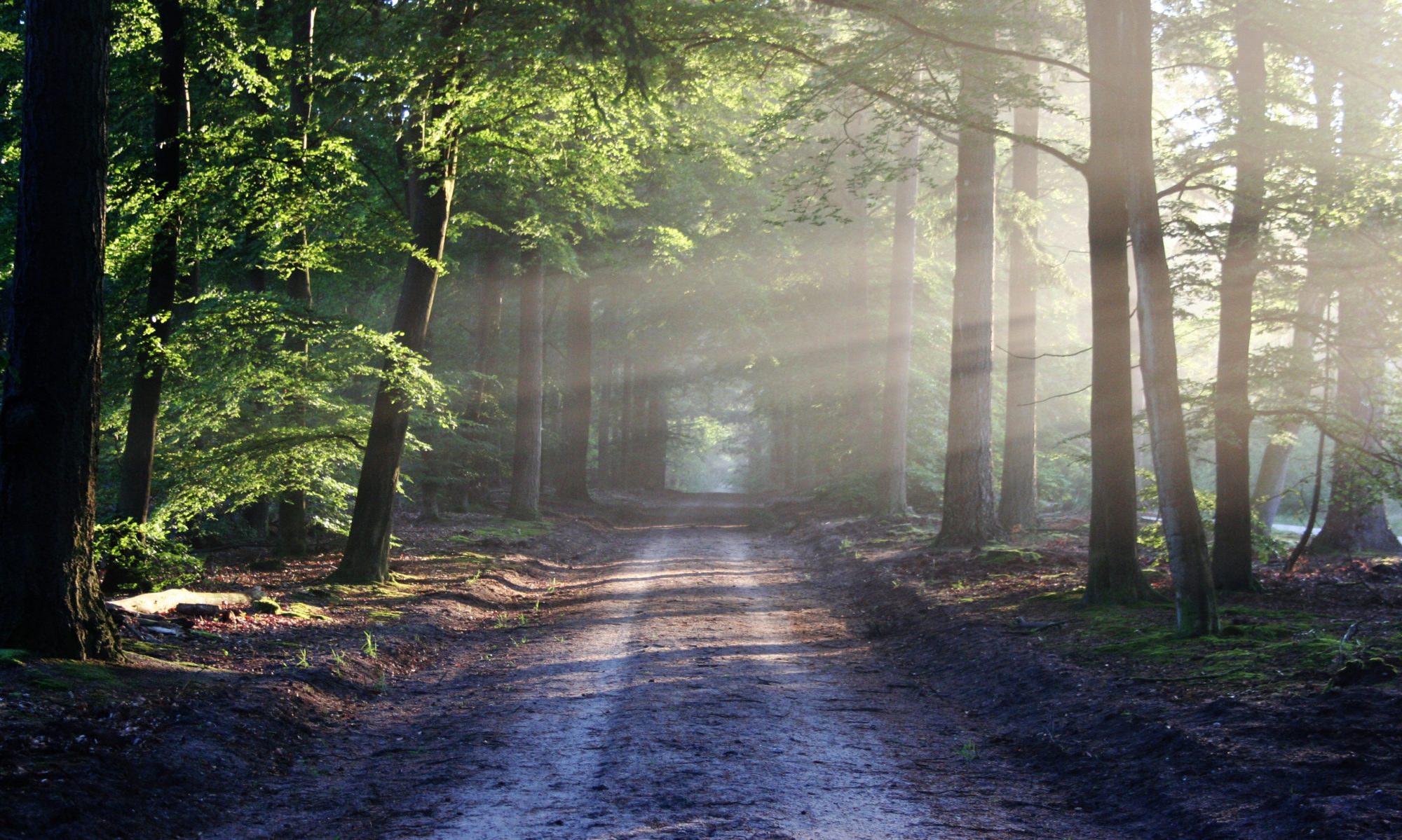 Chemins de Lumières